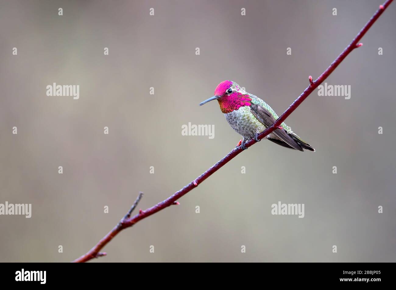 Ein männlicher Anna`s Kolibri (Calypte anna) auf einem Ast. Stockfoto